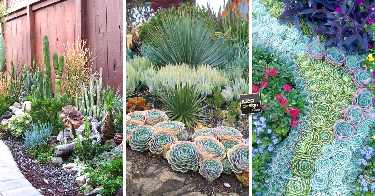 Un Giardino Di Piante Grasse Esempi Stupendi Da Cui Trarre Ispirazione