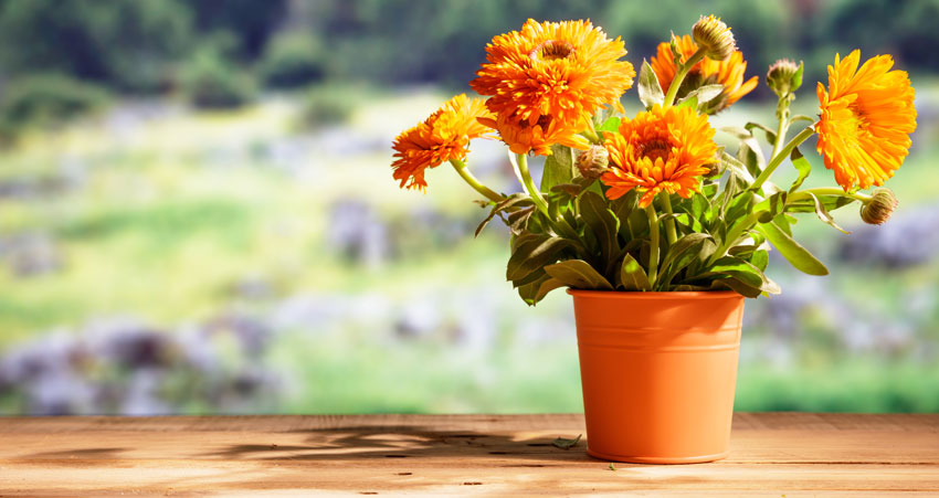 Calendula in vaso, bella ed anche una pianta antizanzare.