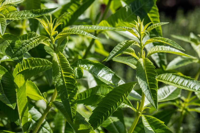 la citronella per cacciare le zanzare è un ottimo rimedio.