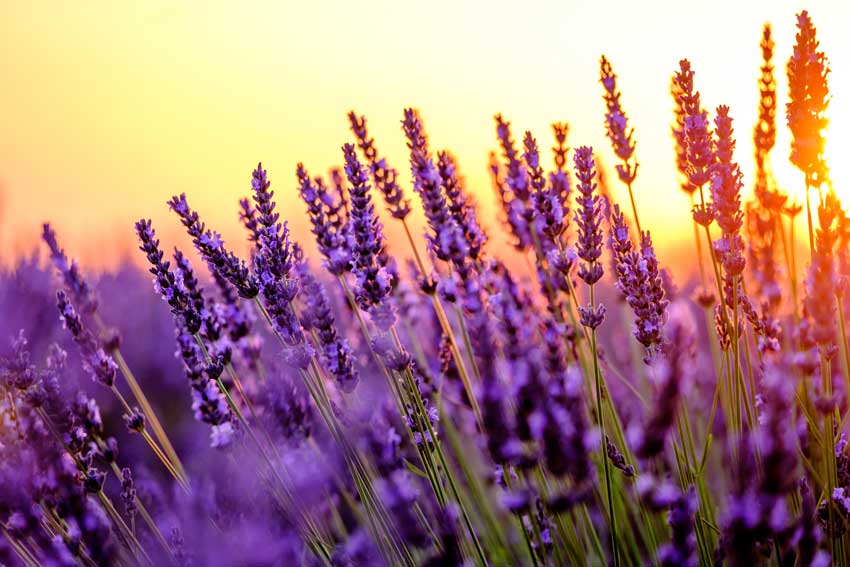 lavanda profumata, bellissima da tenere in casa e ottima pianta antizanzare.