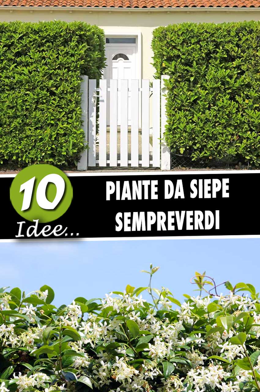 10 Piante Da Siepe Sempreverdi Per Una Copertura Tutto L Anno