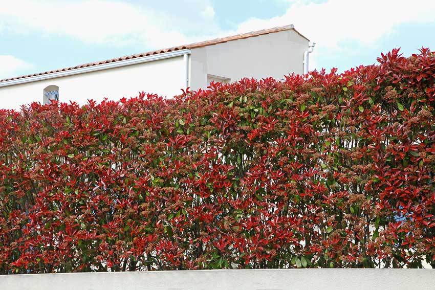 Come coltivare la Photinia per una siepe sempreverde