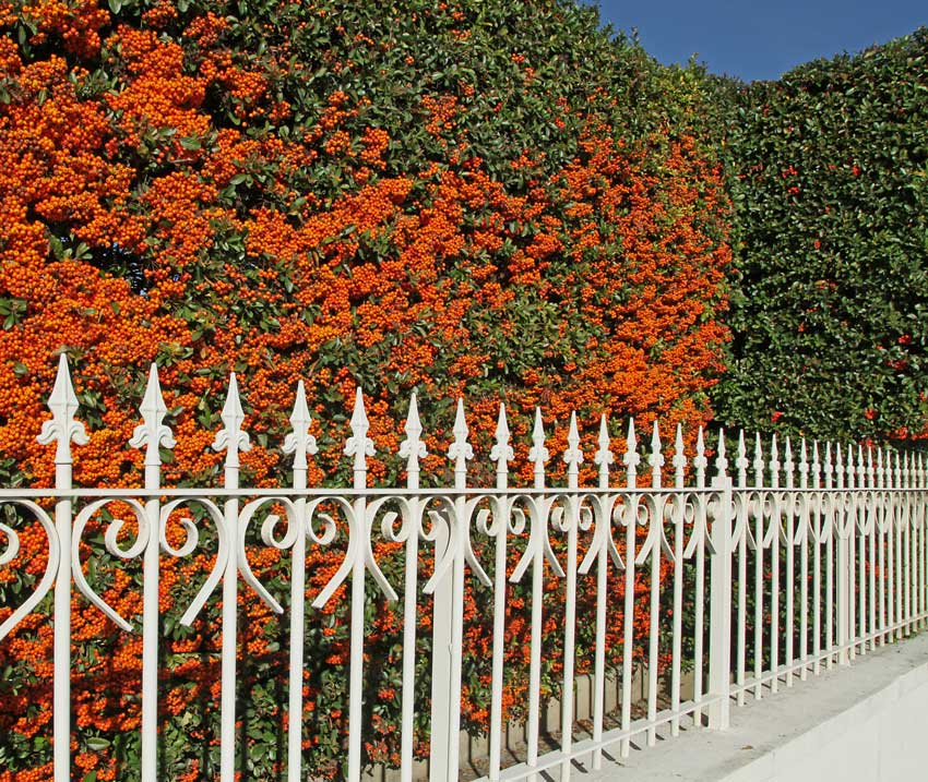 Siepi sempreverdi con la Pyracantha