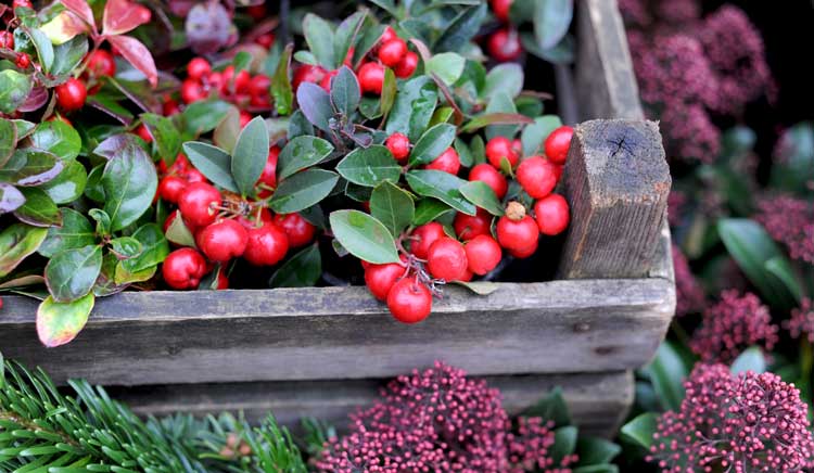 La Gaultheria, fiori da balcone in autunno.