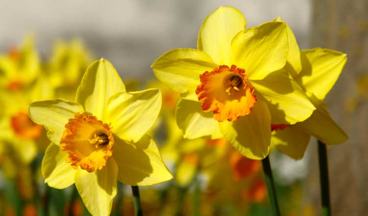 Narcisi autunnali, fiori autunnali.