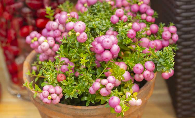 La pianta Pernezia è perfetta come fiori da balcone in autunno.