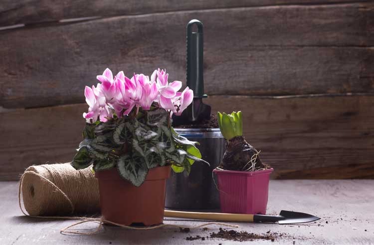 Ciclamino in vaso, questi fiori sono ideale per decorare il balcone in autunno.