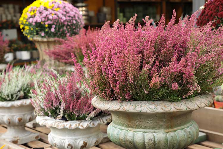 Fiori Erica in vaso per colorare il giardino durante l'autunno.