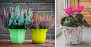 Piante e fiori da balcone per decorare in autunno fiori da balcone, piante autunnali da terrazzo.