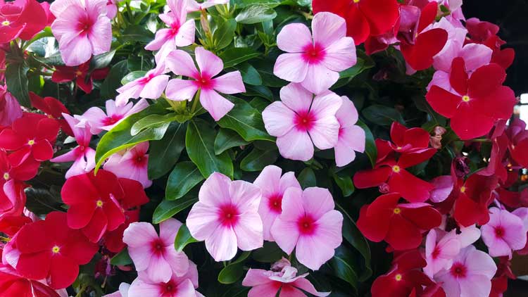 Vinca pianta sempreverde ideale per la stagione autunnale.