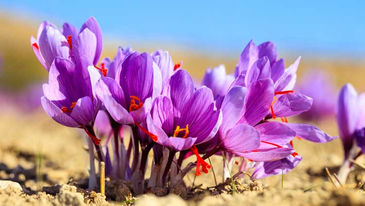 La Violetta è un fiore autunnale, bellissima per decorare il balcone.