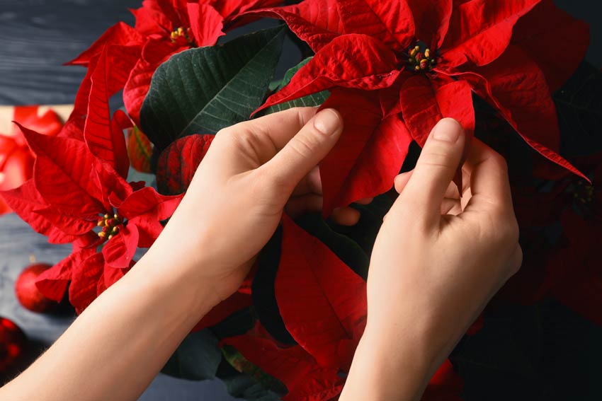 Stella Di Natale Pianta Come Curarla.Stella Di Natale Come Curare E Decorare Con La Pianta Simbolo Delle Feste