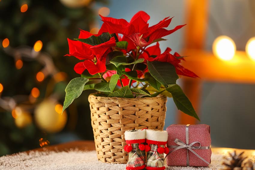 Travaso Stella Di Natale.Stella Di Natale Come Curare E Decorare Con La Pianta Simbolo Delle Feste