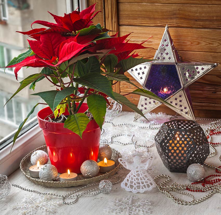 Pianta di Natale rossa con sottovaso decorato con delle candele.