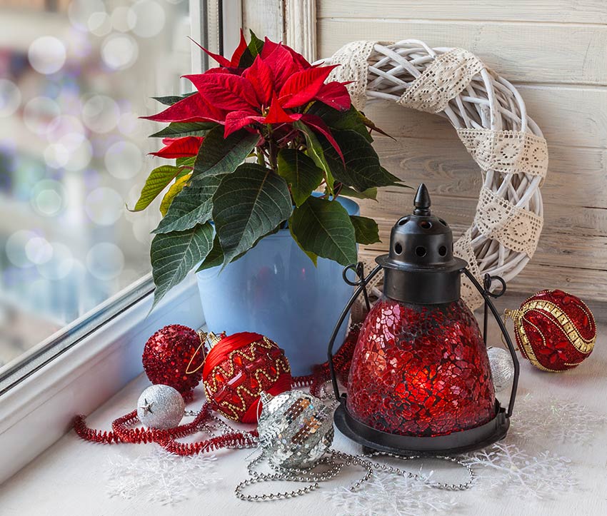 Angolo di casa con la pianta stella di Natale in vaso.