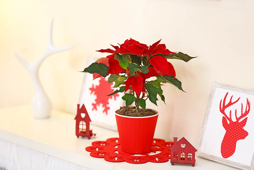 Bella Poinsettia in un vasetto rosso, ideale per decorare durante il Natale.