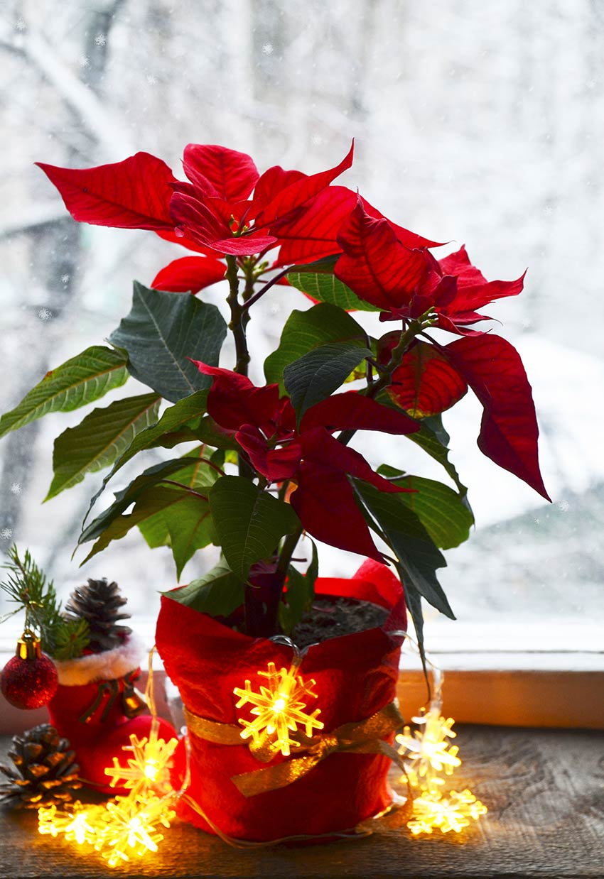 Come Curare La Stella Di Natale In Vaso.Stella Di Natale Come Curare E Decorare Con La Pianta Simbolo Delle Feste