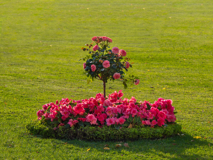 Magnifica aiuola di rose.