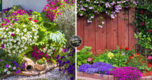 Aiuole fiorite: 15 ispirazioni per un giardino a colori! Ispiratevi idee per aiuole fiorite.