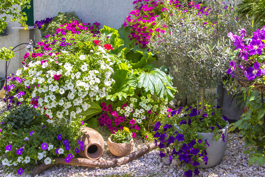 Splendida aiuola da giardino fiorita con pietre, anfora e alberello di uliva in un vaso.