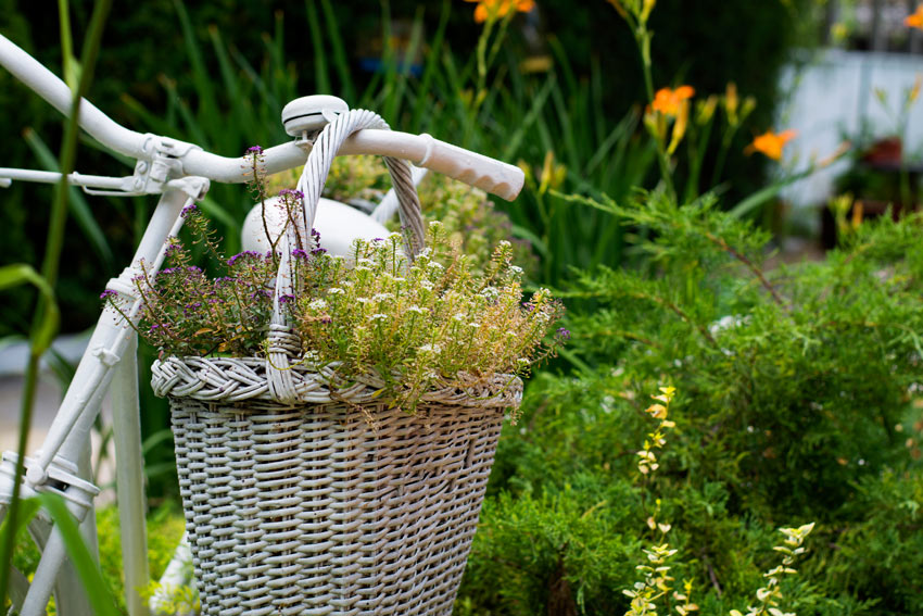 Cesto di fiori appesa ad una bicicletta per decorare in giardino.