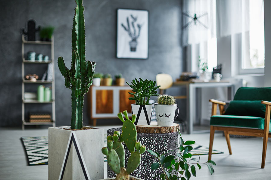 Cactus in vaso per decorare casa.