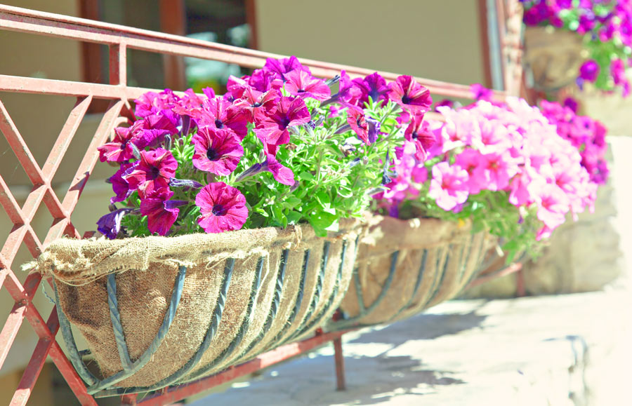 Vasi ricoperti di iuta con fiori viola sul balcone.