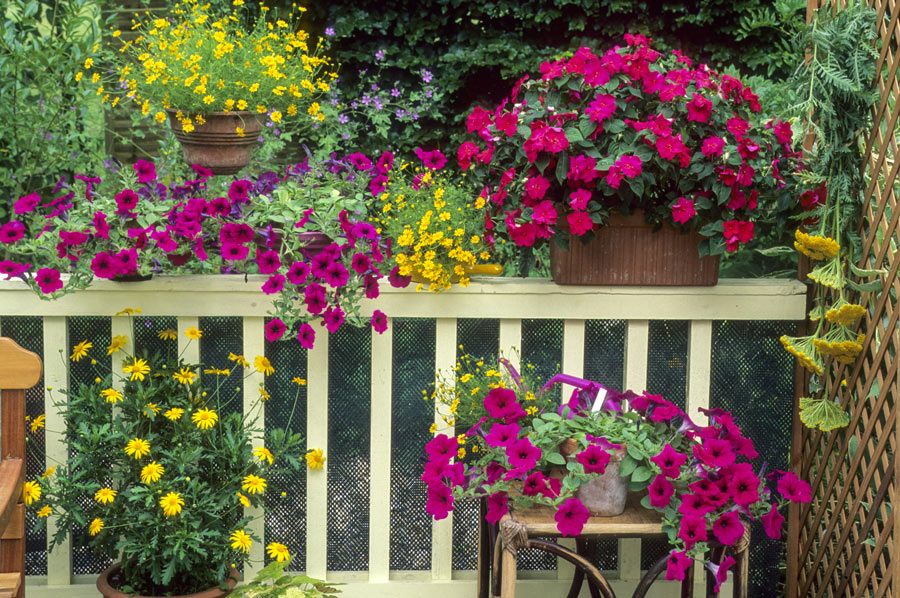 Composizione floreale sul balcone con vasi di fiori primaverili.