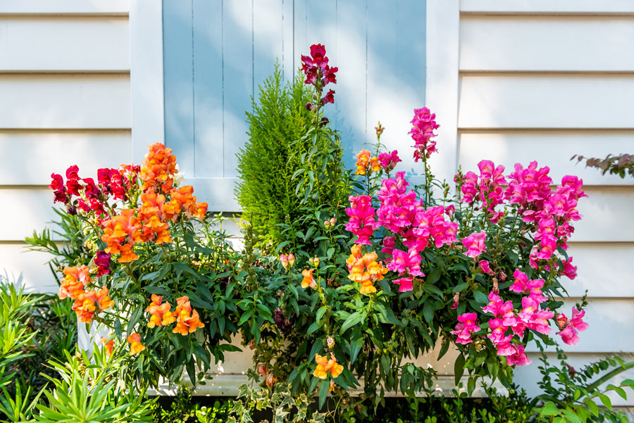 Bellissimi fiori in vaso su balcone.