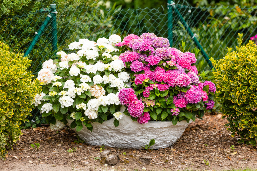 Bel vaso da giardino con fiori di 2 colori.