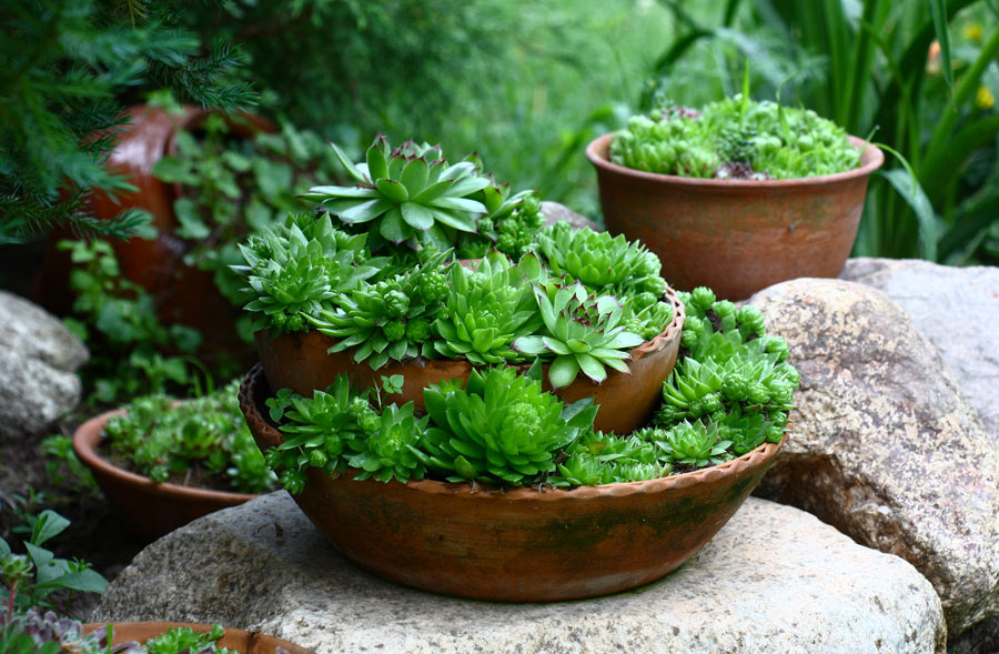 Vaso di terracotta particolare in giardino con piante grasse.