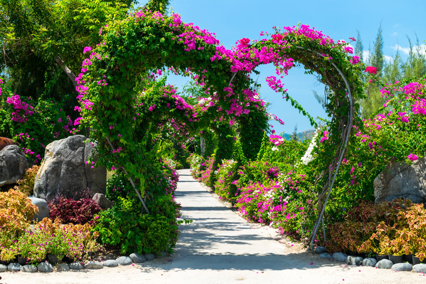 Bellissimo arco da giardino a forma di cuore con piante rampicanti e fiori fucsia.