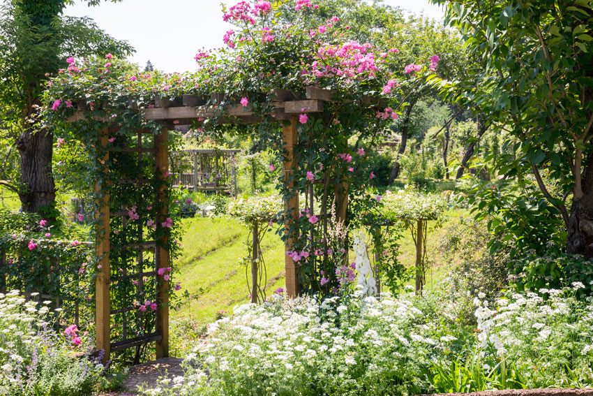 Giardino con arco di legno coperto di piante rampicanti con fori rosa.