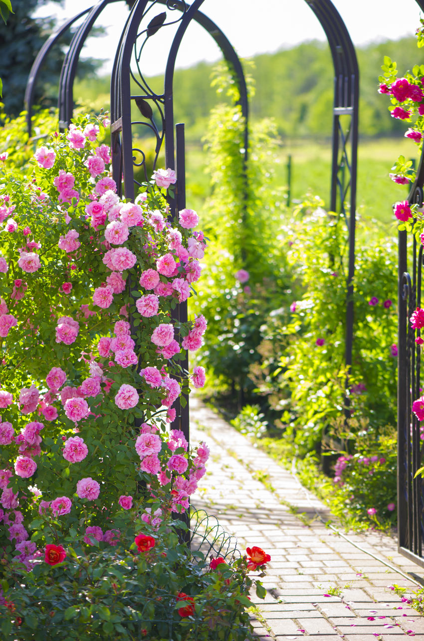 Arco da giardino in ferro battuto con rose rose.