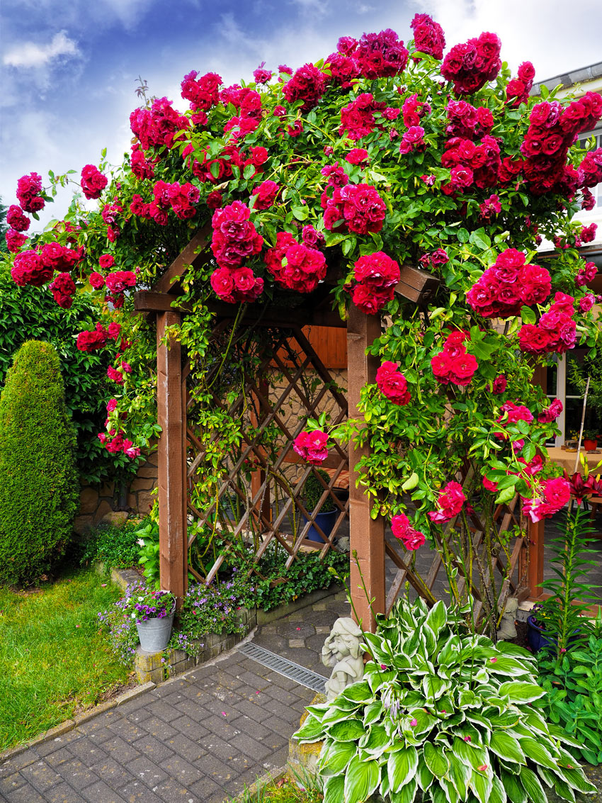 Splendida pergola in legno con rose rampicanti rosse.