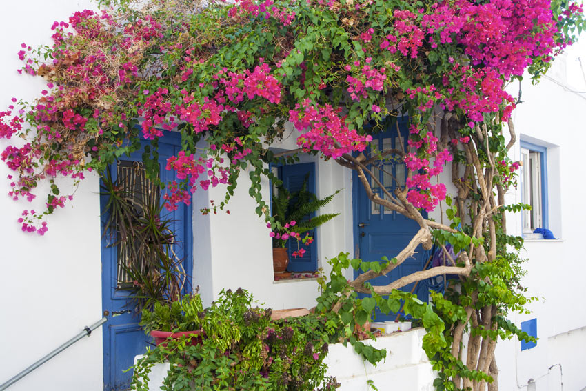 Pergolato con pianta Bouganville fucsia.