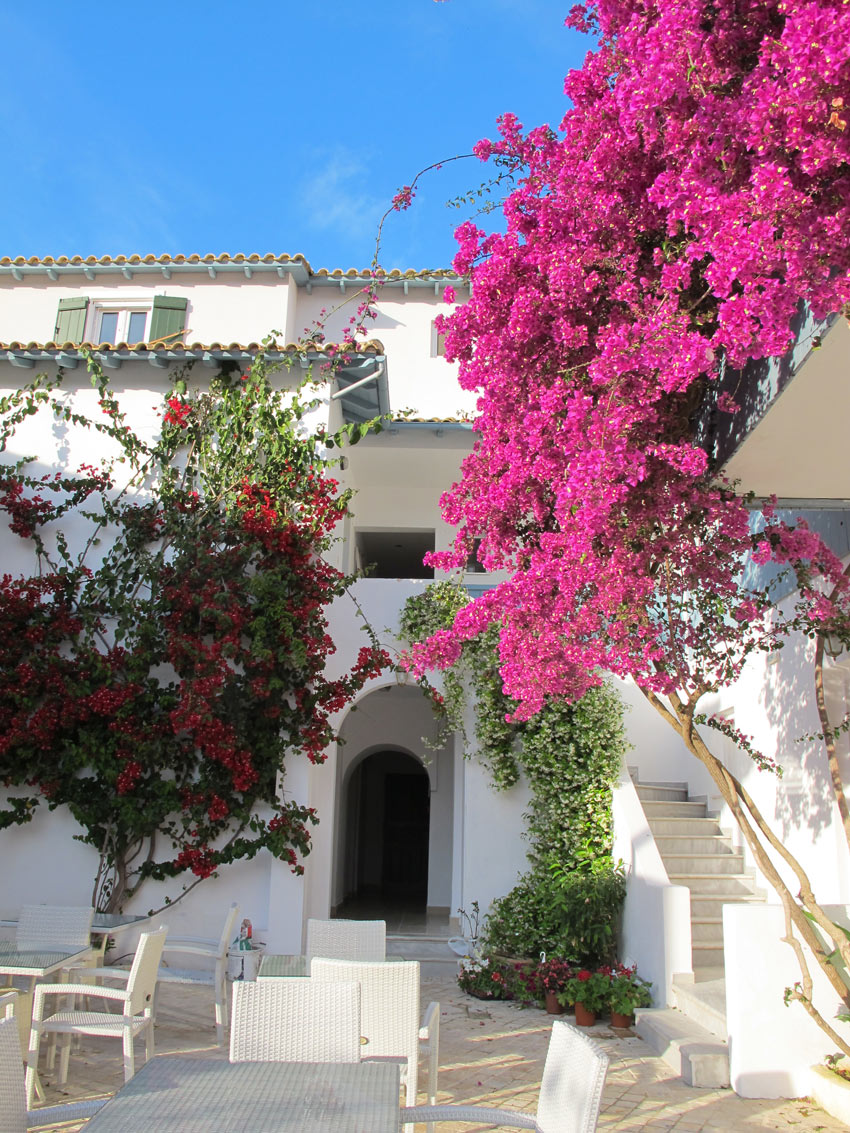 Bouganville per un giardino dal profumo mediterraneo! 13 ispirazioni