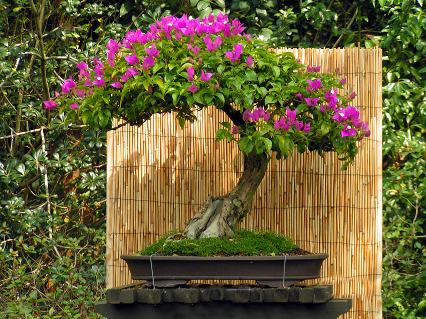 Bouganville bonsai in vaso.