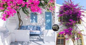 Una Bouganville per un atmosfera mediterranea in giardino! 13 ispirazioni Bouganville: per un giardino dal profumo mediterraneo