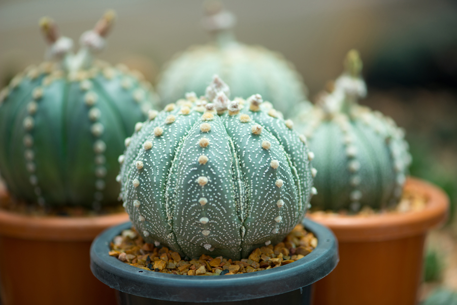 Cactus tondo in vaso.