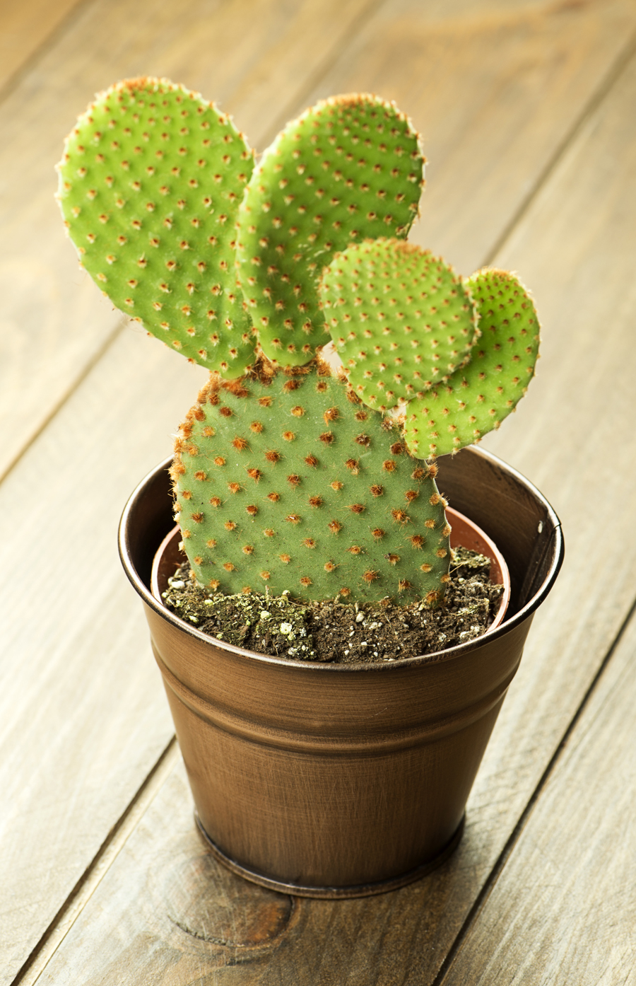 Bellissima pianta grassa in vaso.