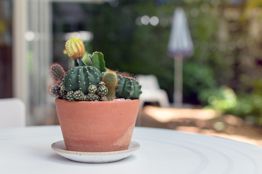 Composizione di cactus in un vaso di terracotta.