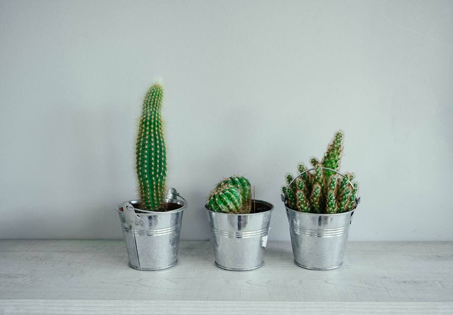 3 vasetti con piccoli cactus