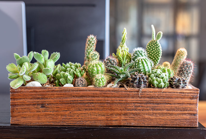 Cassetta di legno fioriera con mini cactus e piantine grasse.