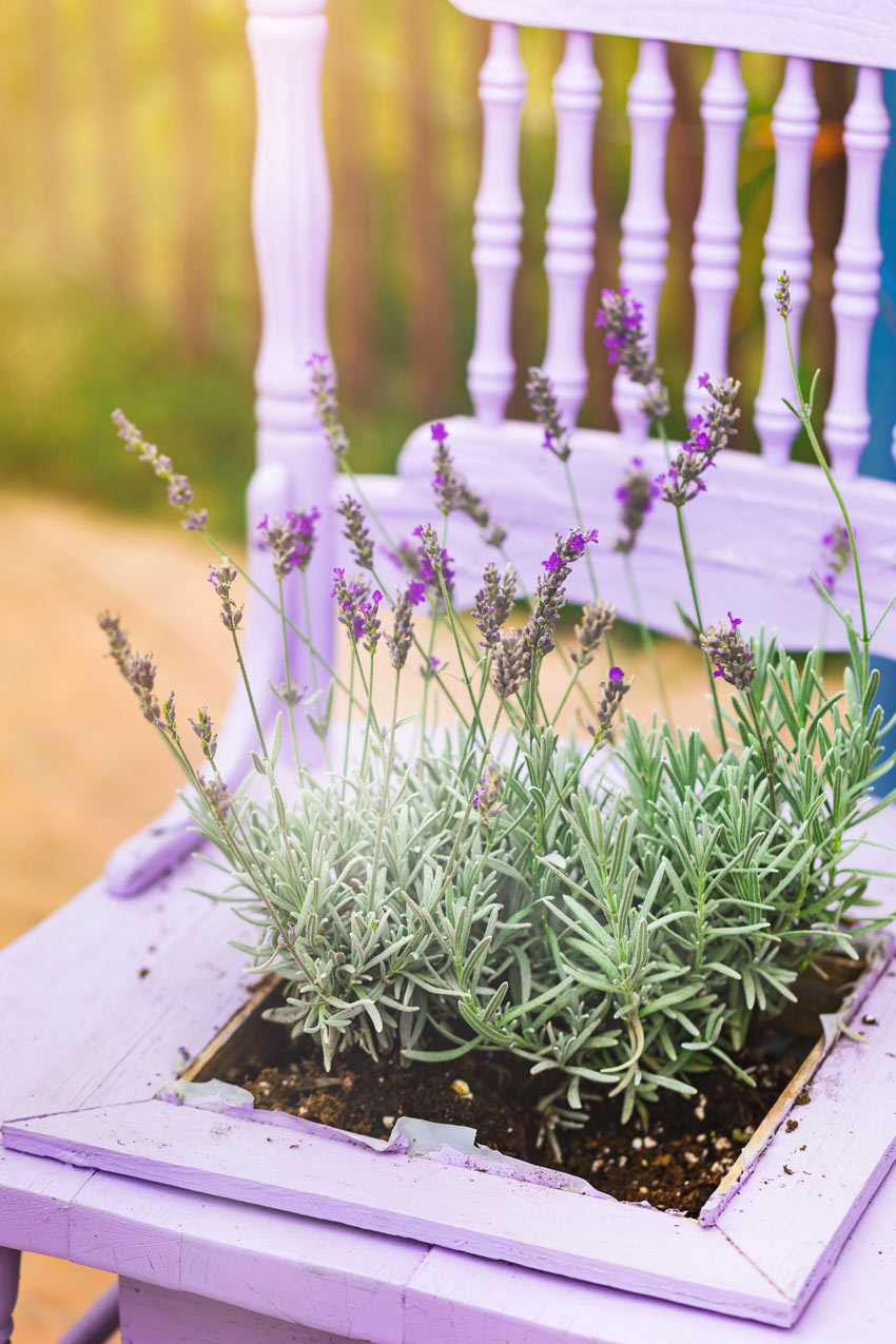 Pianta di lavanda in una sedia.