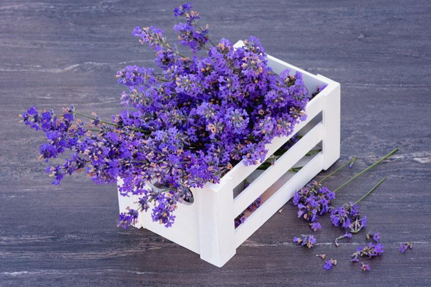 Lavanda in una cassetta di legno bianca.