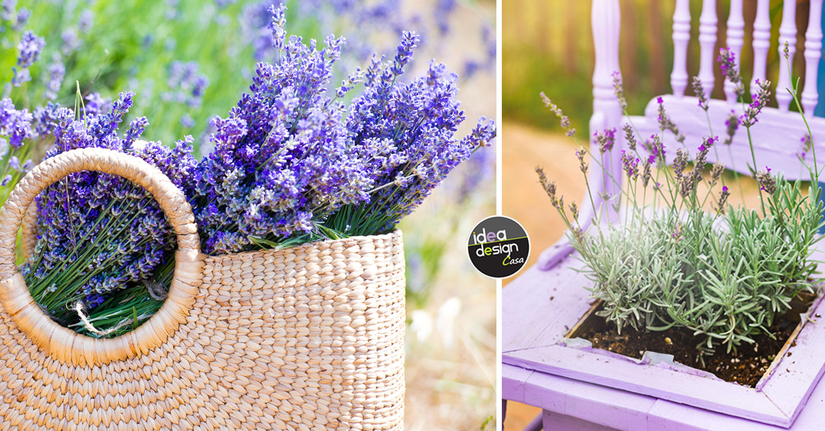 Lavanda, pianta, oli essenziali e idee per decorare casa.