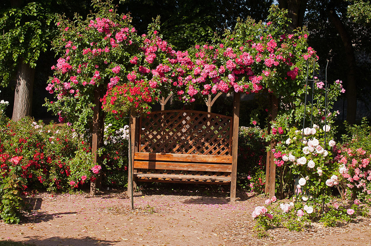 Panchina giardino sotto albero fiorito.