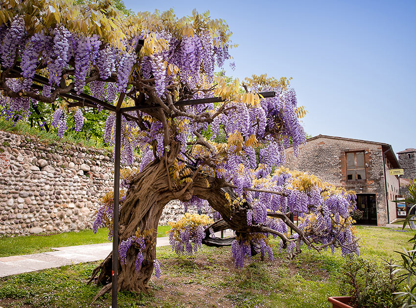 Albero di glicine rampicante.