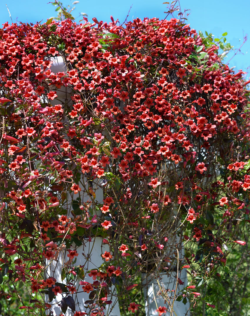 Bignonia Capredata rampicante in giardino.